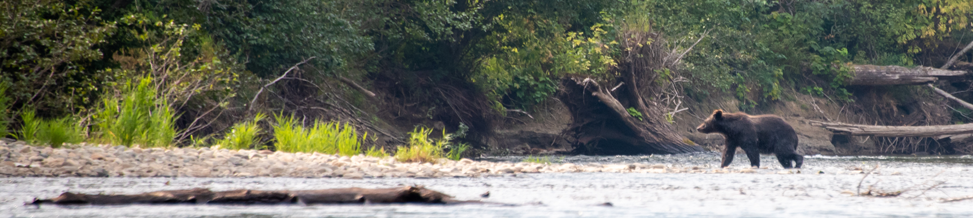 A bear walking through the river.